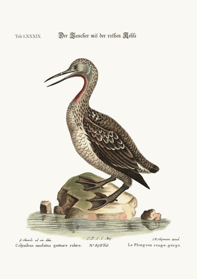 The Red-throated Diver or Loon, 1749-73 by George Edwards